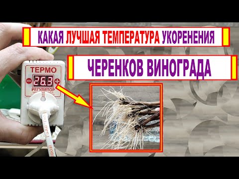 Видео: 🍇 Без ТАКОЙ ТЕМПЕРАТУРЫ даже не думай начинать УКОРЕНЯТЬ ЧЕРЕНКИ винограда. Как держать температуру?