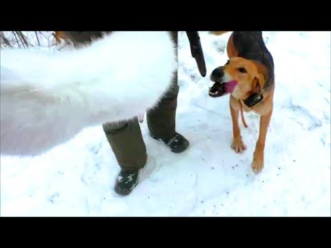 Видео: ЛУЧШИЕ МОМЕНТЫ ЗИМНЕЙ ОХОТЫ НА ЗАЙЦА С РУССКИМИ ГОНЧИМИ.#охотасгончей