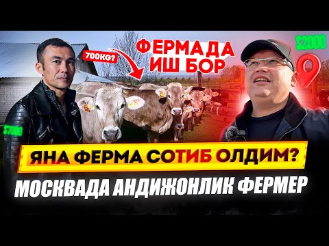 Видео: МОСКВАДА ШВЕД МОЛ НАРХЛАРИ! ФЕРМАДА ИШ БОР! АНДИЖОНЛИК АКА КАНЧА ПУЛ ТОПАДИ? @TOMOSHATVN1