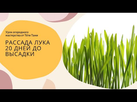 Видео: 861. Рассада лука. Смотрите. 20 дней до высадки.