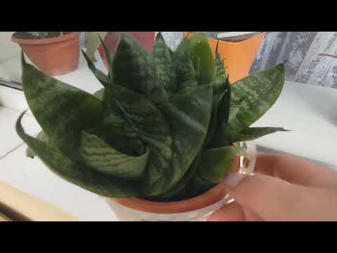 Видео: Уделила время цветам 💐Новая, неизвестная для меня, пряжа 🧶
