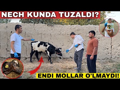 Видео: Энди Дерматитдан Молларингиз Улмайди! Бу Касаллигдан Моллар Улиб Кетадими? #2025 #молбокиш #молбозор