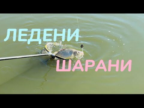 Видео: ЛЕДЕНИ ШАРАНИ НА МЕТОД ФИДЕР