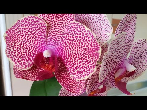 Видео: "СЕЗАМ" Переезжает в НОВЫЕ АПАРТАМЕНТЫ 🌈🍹🤠