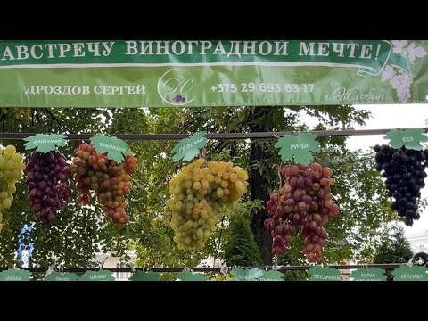 Видео: 16.09.2023 г.Гомель  выставка винограда. 3 День белорусского винограда.