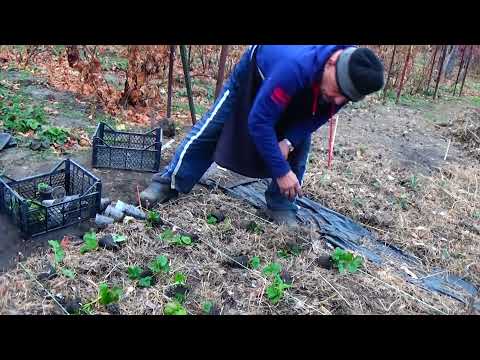 Видео: Клубника, посаженная осенью ТАК, примется и перезимует 100 %!