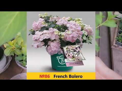 Видео: ОБЗОР ТЕПЛИЦ перед продажами. ДАРЮ НОВИНКУ гортензию "French Bolero" Большой ассортимент и качество!