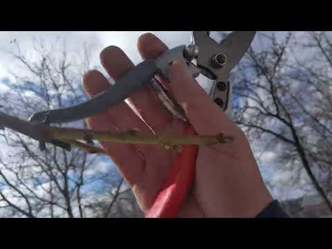 Видео: Обрізка Персика на врожай і відновлення крони дерева