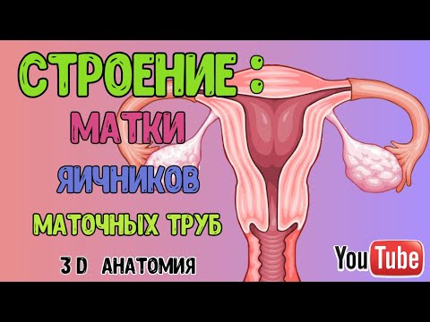 Видео: ЖЕНСКАЯ ПОЛОВАЯ СИСТЕМА