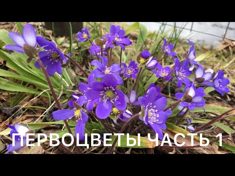 Видео: Первоцветы Часть 1