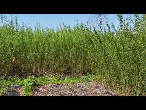 Видео: Обзор плантации 28 05 2020