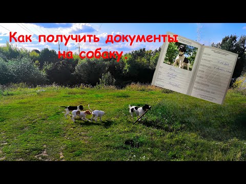 Видео: Нулевая родословная. Как получить документы на собаку.