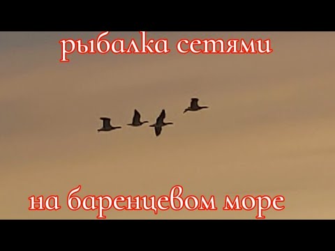 Видео: Рыбалка сетями на баренцевом море 🌊