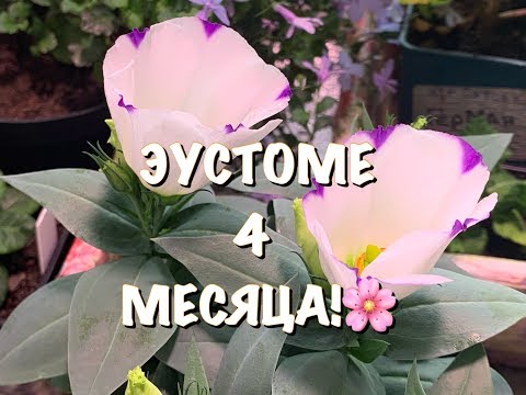 Видео: 🌸ЭУСТОМА ЦВЕТЁТ ЧЕРЕЗ 4 МЕСЯЦА после посева🌺 ПОДКОРМКА ПЛАНТАФОЛ