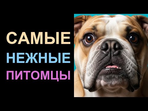 Видео: 7 ШОКИРУЮЩИХ фактов о бульдогах, которые ИЗМЕНЯТ ваше мнение