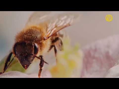 Видео: Пчеловодство. Документальный фильм. А Bee's Diary / Жизнь пчелы! #пчеловодство #пчёлы #фильм