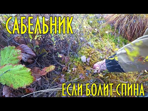 Видео: Секрет болота: Сабельник – Мощь от артрита и болей в спине!
