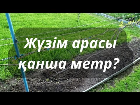 Видео: Жүзім арасы қанша метр? не үшін қашық егу керек?