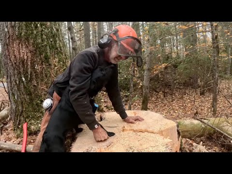 Видео: Сбрасываем БОЛЬШИЕ ДЕРЕВЬЯ в прекрасный осенний день! 🍁🍂#857