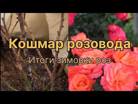 Видео: ИНФЕКЦИОННЫЙ ОЖОГ.  ОТКРЫВАЮ РОЗЫ