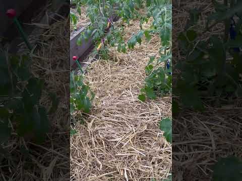 Видео: помидоры будут здоровые если  низкая влажность, этому поможет солома которая впитает лишнюю влагу