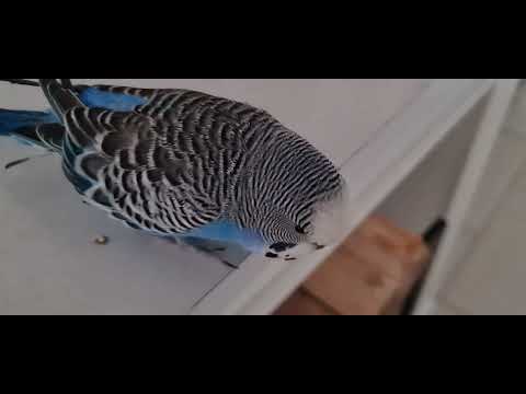 Видео: 🦜🦜@Говорящий Попугай Кешок