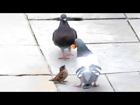 Видео: “Хотын тагтаа” 2р хэсэг