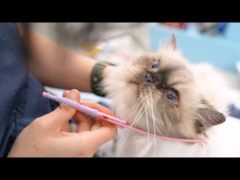 Видео: Невозможно не влюбиться в эти сладкие глазки! 🛁😻✂️ K-CAT Gyogam Grooming❤️