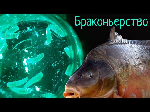 Видео: Живые Бойлы - поразили ИНТЕРНЕТ  /  Fishing Revolution!!!