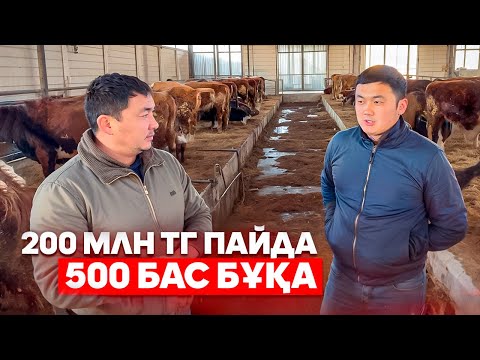 Видео: 0 ден 500 бас бордақы 1 жылда Ағамыздың жүріп өткен жолы