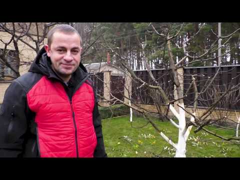 Видео: Пример обрезки яблони на карликовом подвое. Формирующая, санитарная обрезка плодовых.