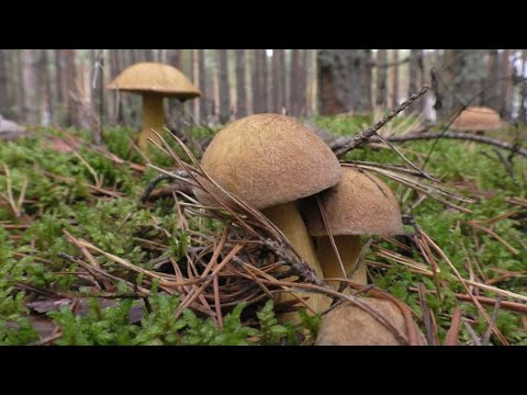 Видео: ПОЛНЫЕ КОРЗИНЫ ГРИБОВ! (БОРОВИК, МОХОВИК, ПОЛЬСКИЙ БЕЛЫЙ, РЫЖИКИ...