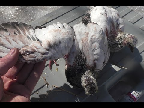 Видео: В КОГО ТАКИЕ КРАСАВЦЫ ???  #pigeons​​##Tauben​​##աղավնիներ​​##göyərçinlər​​##көгершіндер​​#