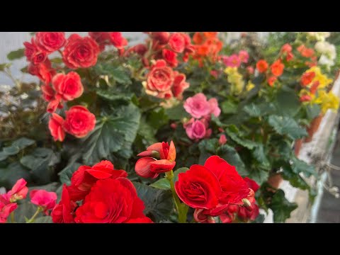 Видео: Болмо гулу. Жанырган жаны жылыныздар кут болсун 🎄🌹🫶