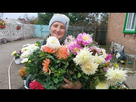 Видео: Викопуємо жоржини.Працюємо  в повну силу.