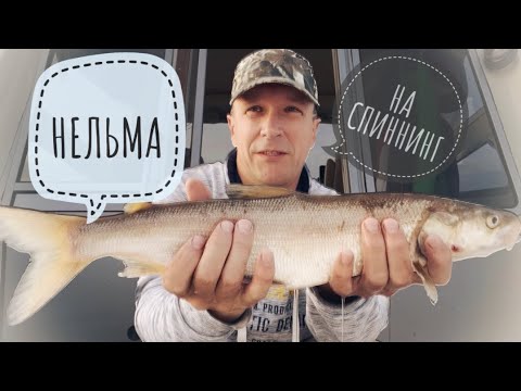 Видео: Нельма на спиннинг. Обь, протока Кирьяс. На катере.