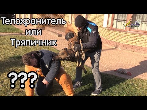 Видео: Малинуа ломает вольер, охранник или тряпичник, интересно мнение зрителей