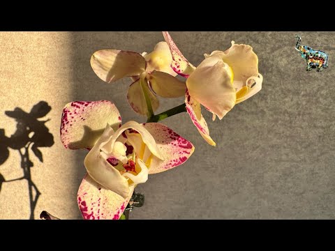 Видео: #распаковка орхидеи и заодно полив цветущих орхидей 😉🍾🤗😜 #phal #orchid #поливорхидей