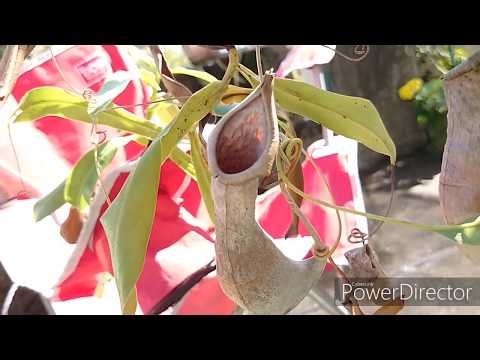 Видео: Цветонос у непентеса .Nepenthes.ウツボカズラのつぼみ。