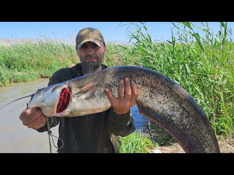 Видео: Трофейная рыбалка на сазана и на сома. Рыбалка с ночевкой.