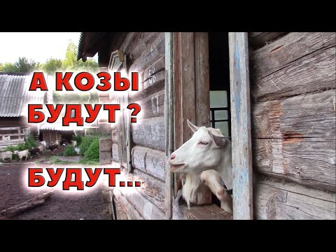 Видео: Сокращаемся, но с козами остаемся