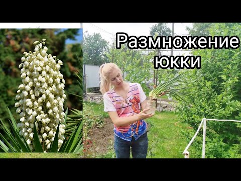 Видео: Юкка нитчатая. Размножение юкки