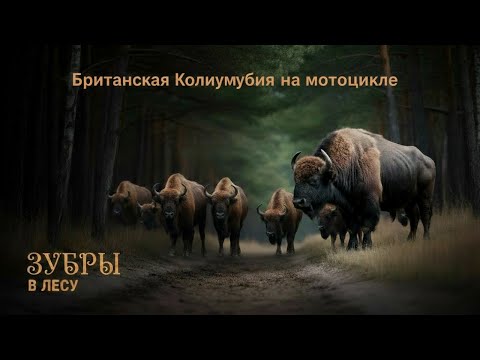 Видео: Пожары и буйволы на севере Британской Колумбии — что происходит?