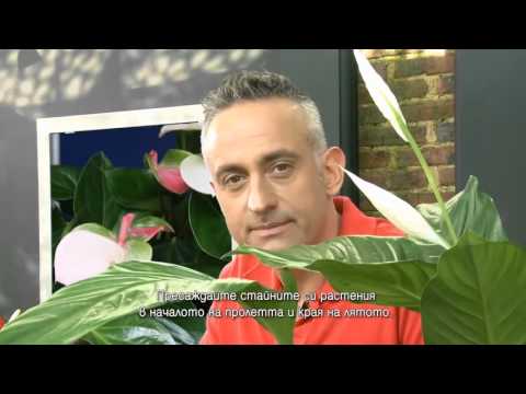 Видео: Пресаждане на стайни растения