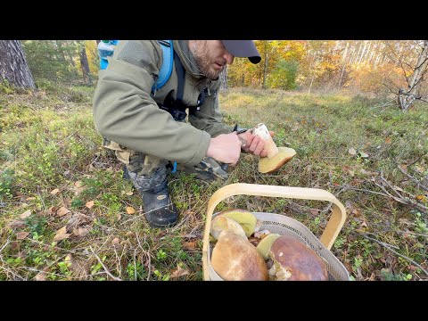 Видео: СУПЕР день грибника!!! БЕЛЫЕ, ДУБОВИКИ, ОПЯТА, ПОЛЬСКИЕ….