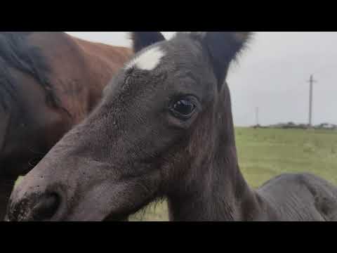 Видео: Поздние жеребята это проблема.
