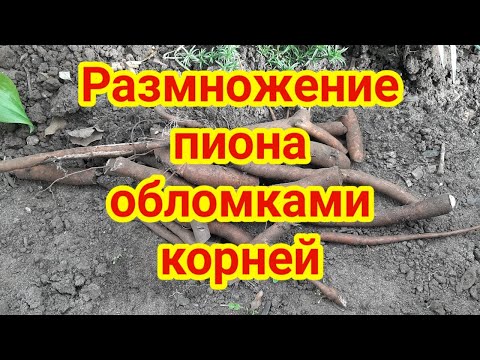 Видео: Размножение пиона обломками корней