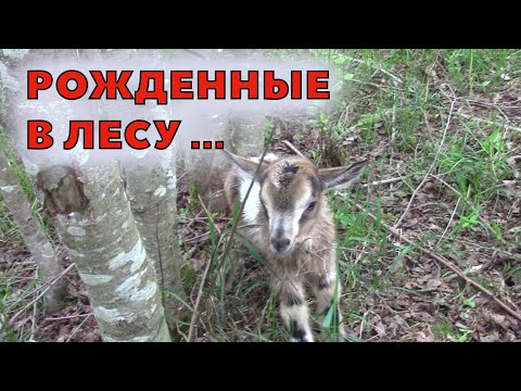 Видео: Приключения козлят