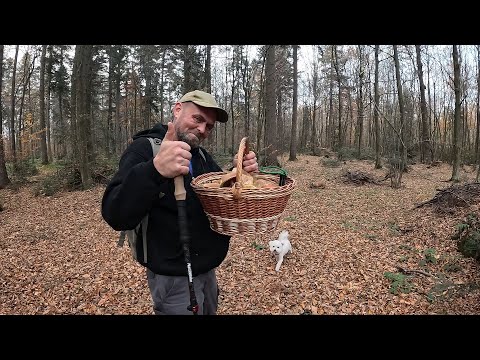 Видео: Кошик повен по край!  4 листопада 2025 назбирали грибів! Неймовірно!