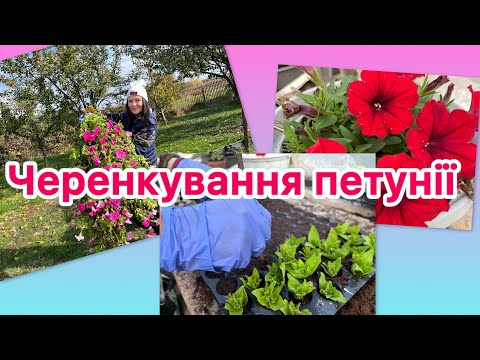 Видео: Черенкування петунії